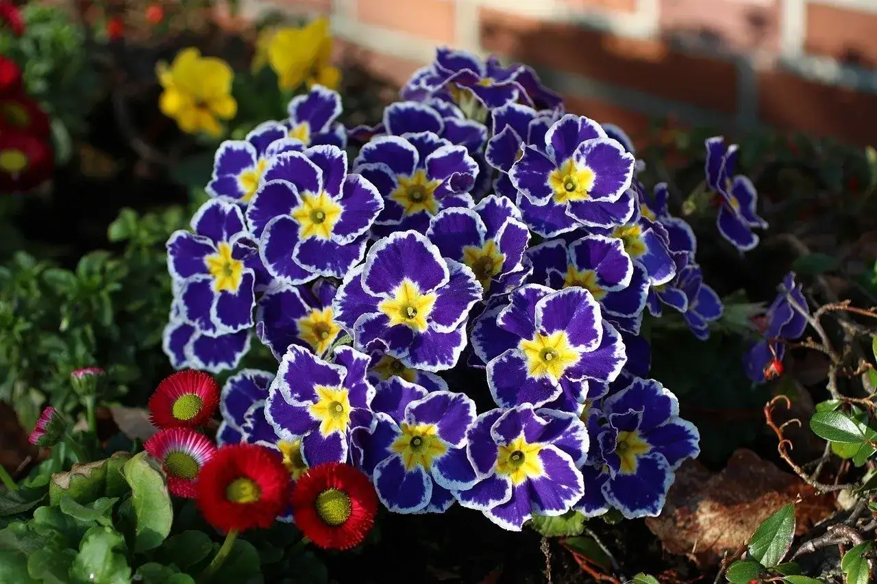 r&oacute;żne gatunki prymulki w ogrodzie