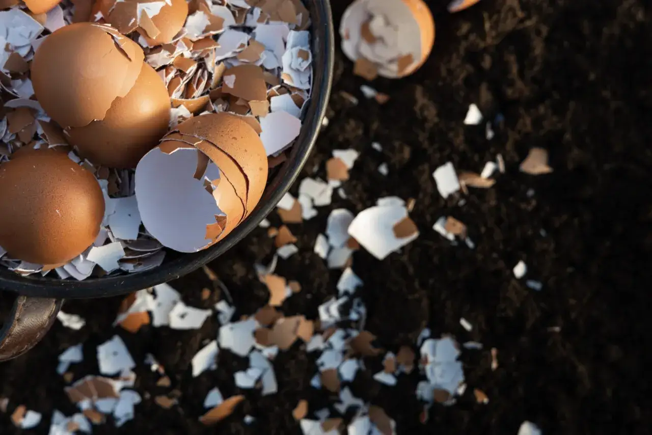Skorupki po jajkach w koszyku i rozsypane na ziemi. To świetny kompostownik, gdzie wyrzucać skorupki po jajkach, by wzbogacić glebę.