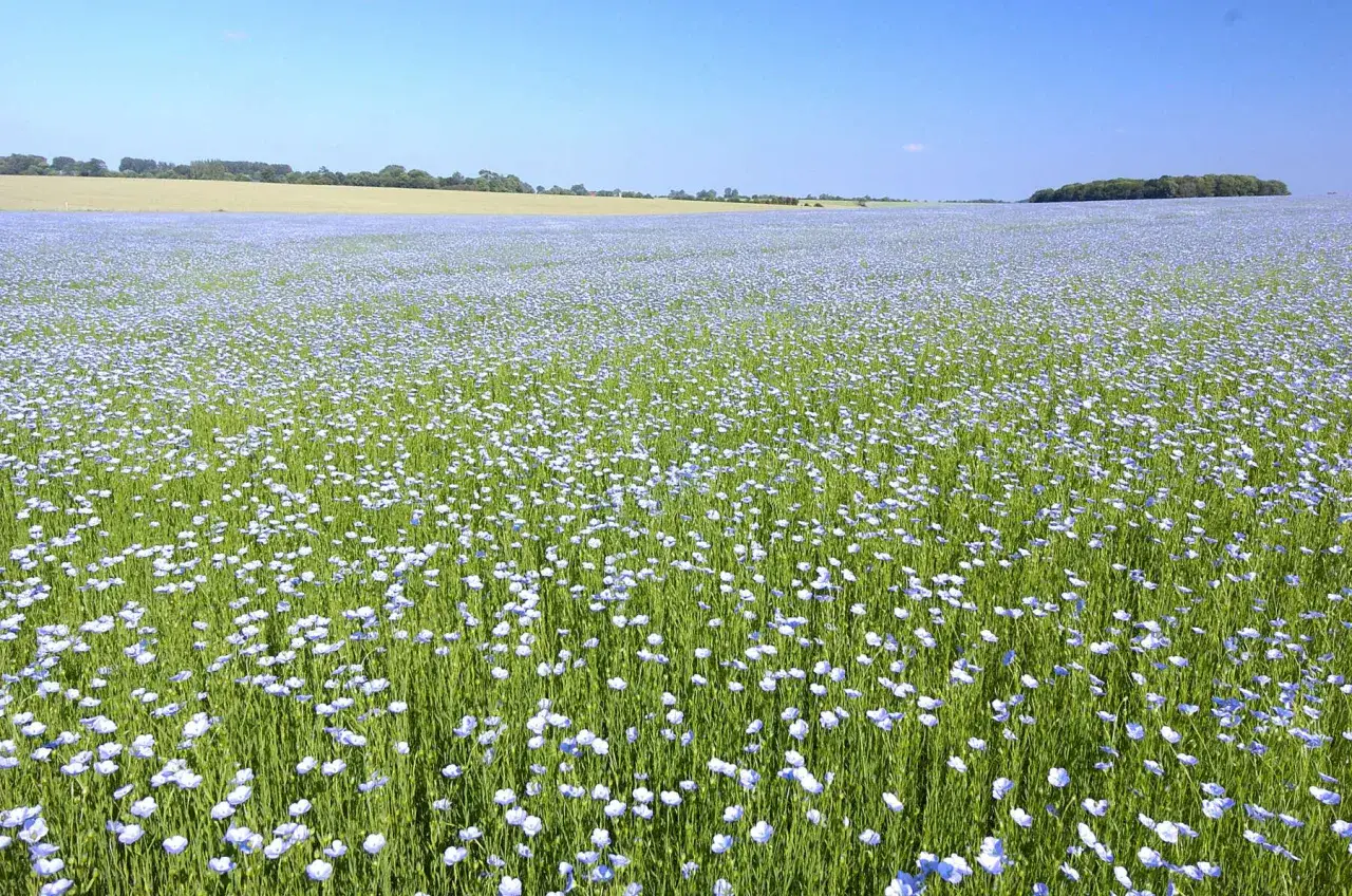 kwitnące pole lnu