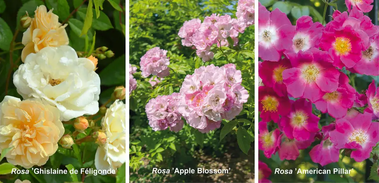 r&oacute;ża pnąca climber vs rambler por&oacute;wnanie