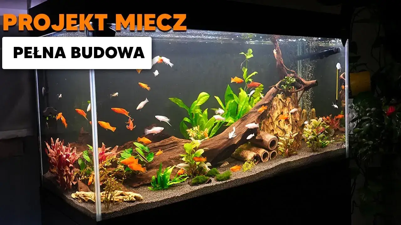 Zdjęcie Jakie rybki do akwarium 200l - wybierz najlepsze gatunki dla swojego zbiornika