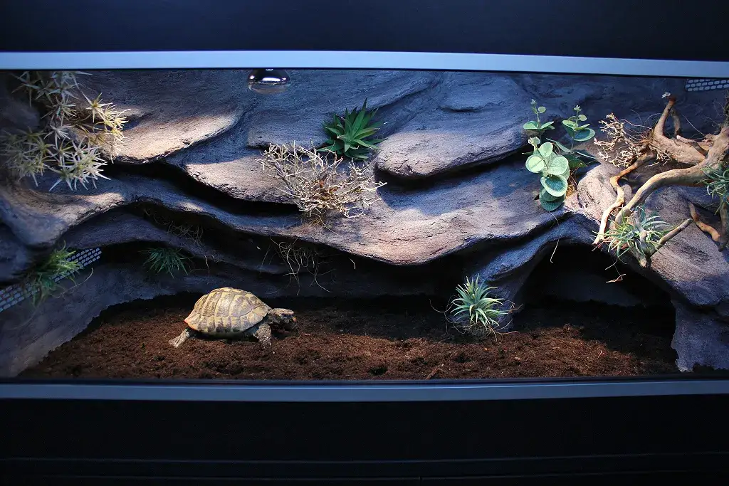 terrarium dla ż&oacute;łwia greckiego wymiary