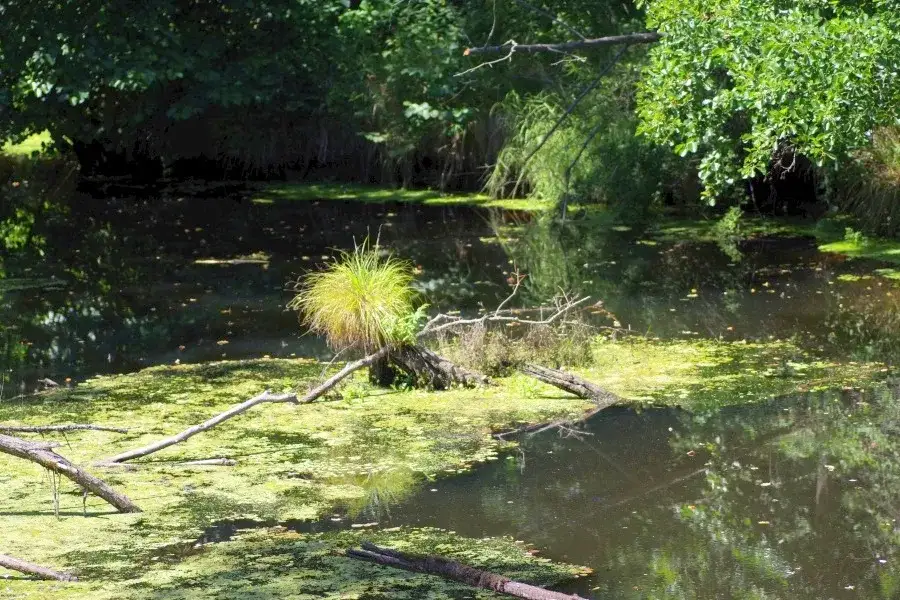 Zdjęcie Jezioro Panieńskie: tajemnice, legenda i piękno przyrody w okolicy