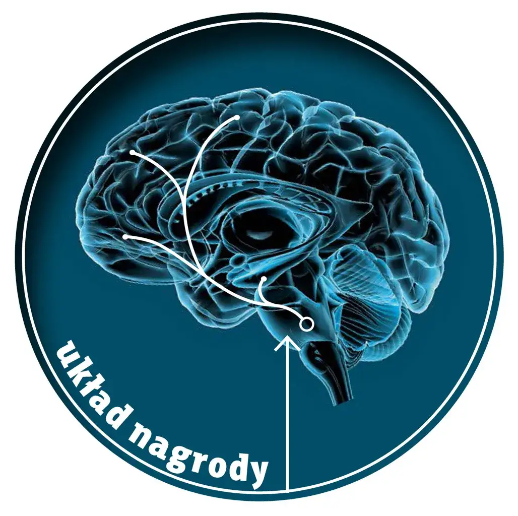 Uzależnienie od stymulant&oacute;w m&oacute;zg