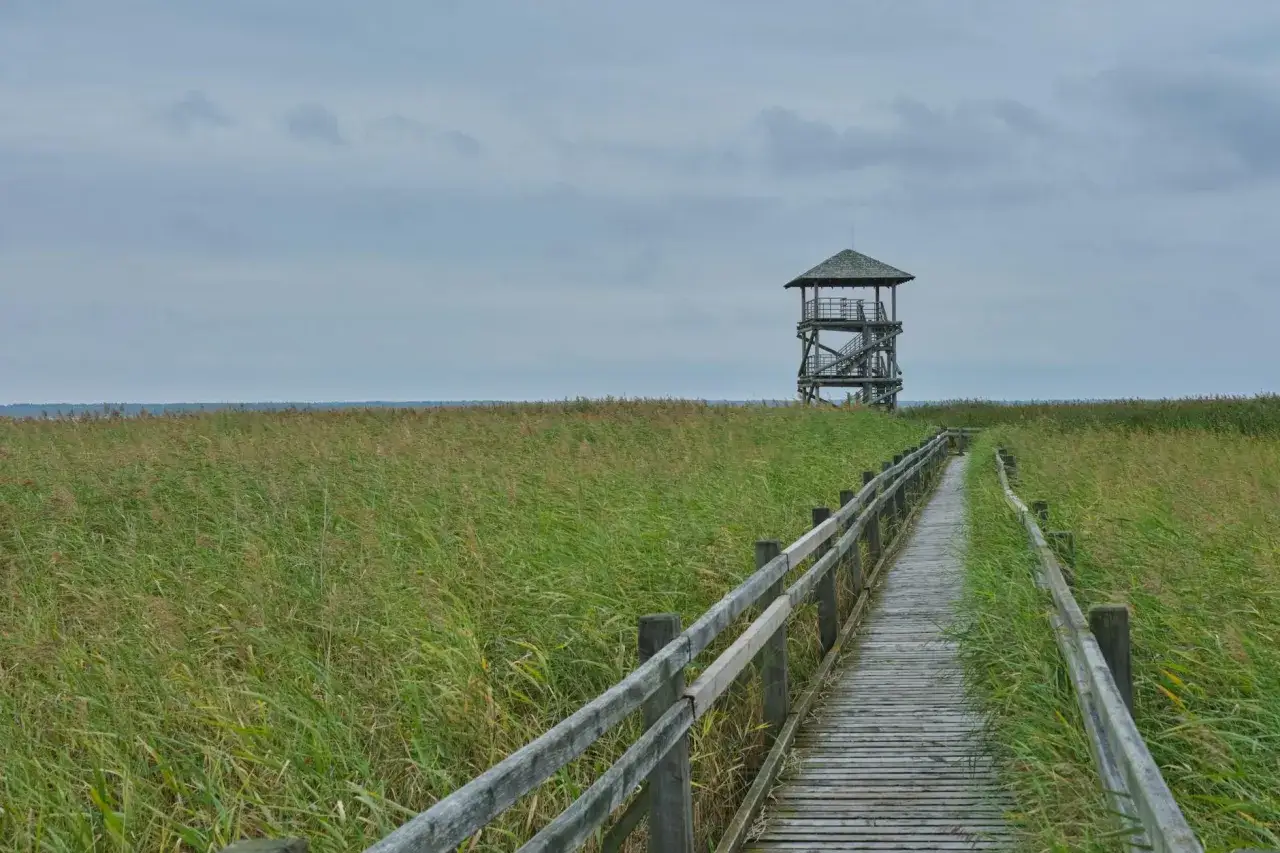 Rezerwat Imielty Ług kładki wieża widokowa