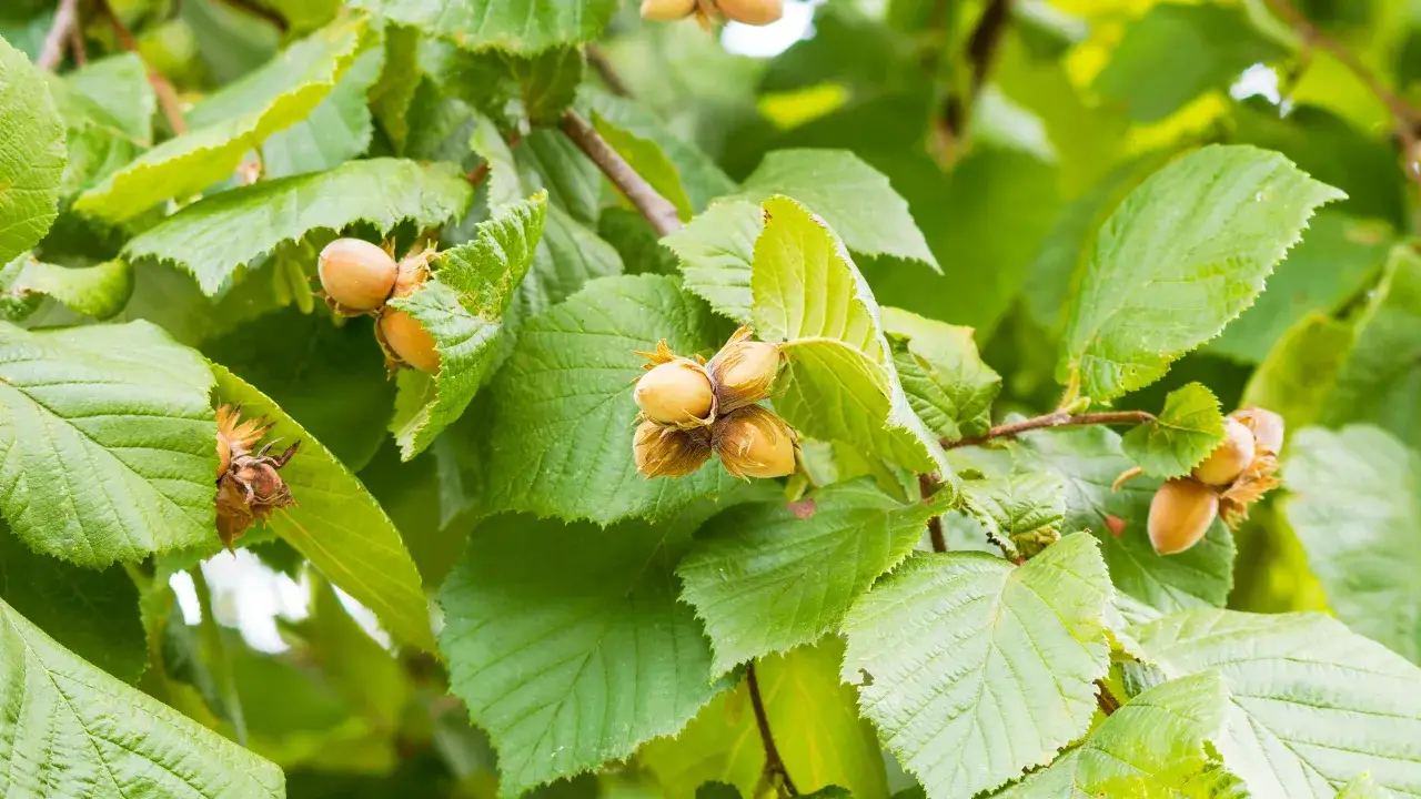 Gałąź orzecha laskowego z dojrzewającymi orzechami w zielonych liściach.