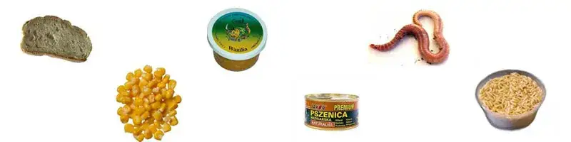 skuteczne przynęty na leszcza