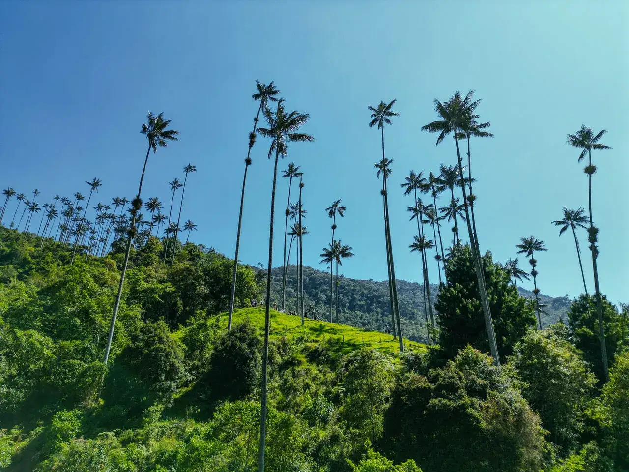 Dolina Cocora palmy woskowe