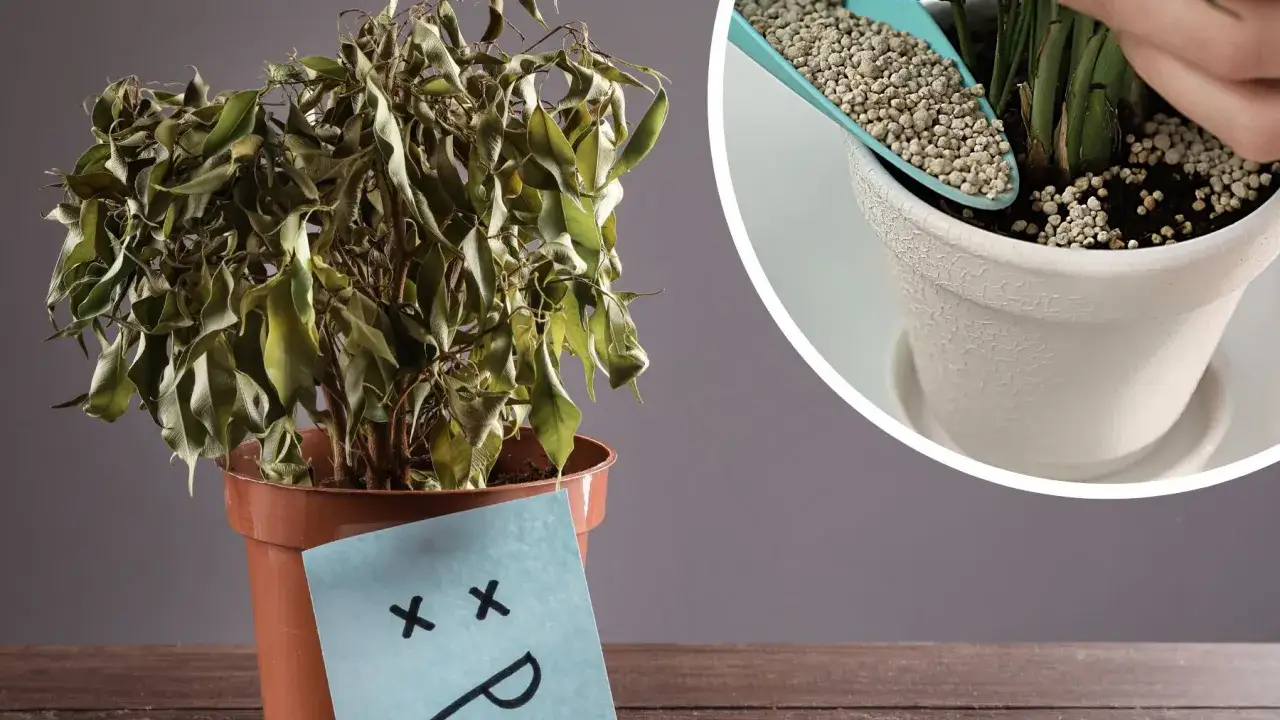 sól szkodzi roślinom doniczkowym