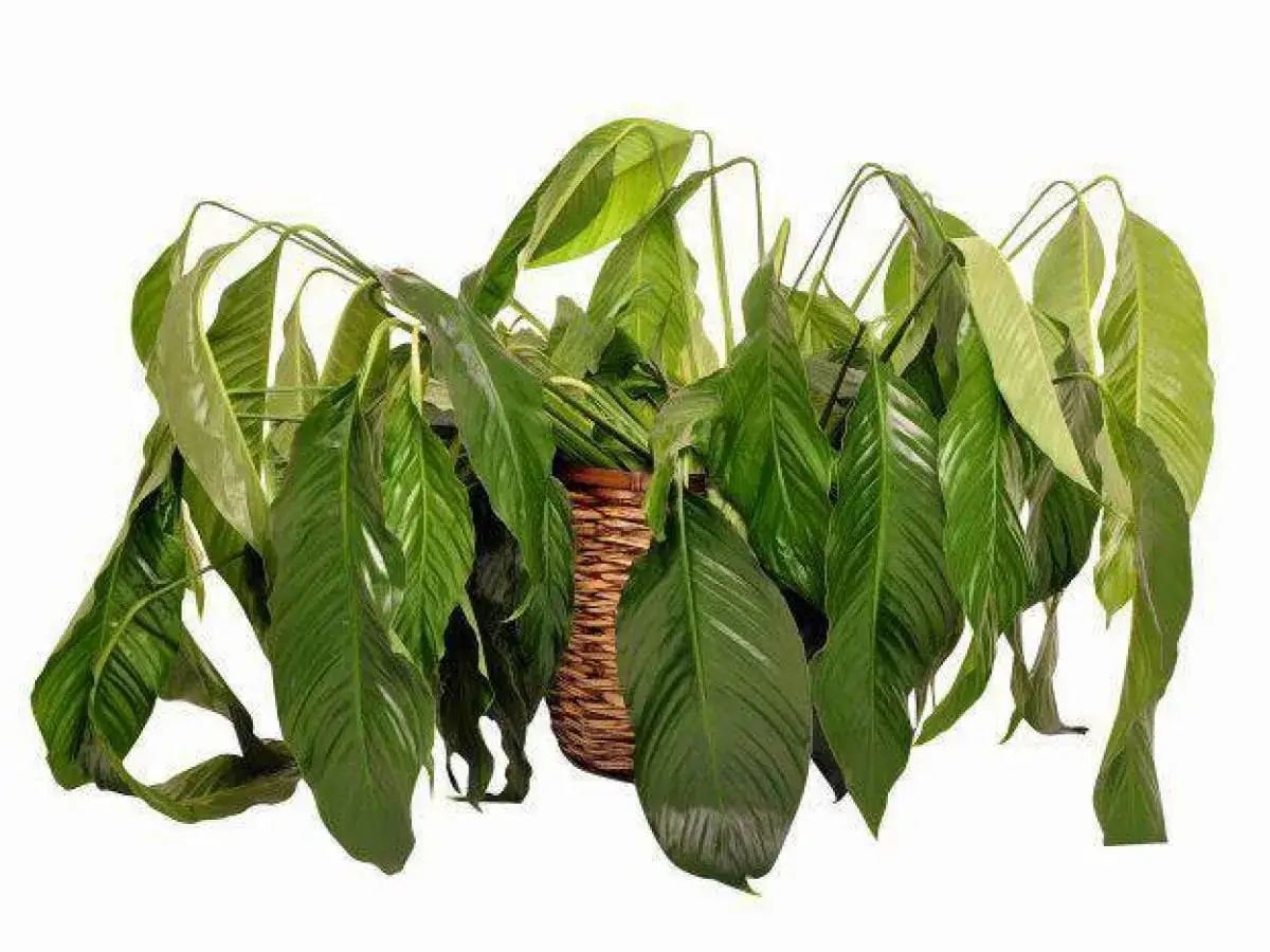 Smutny skrzydłokwiat w wiklinowym koszu. Liście opadły, co może być odpowiedzią na pytanie, dlaczego skrzydłokwiat więdnie.