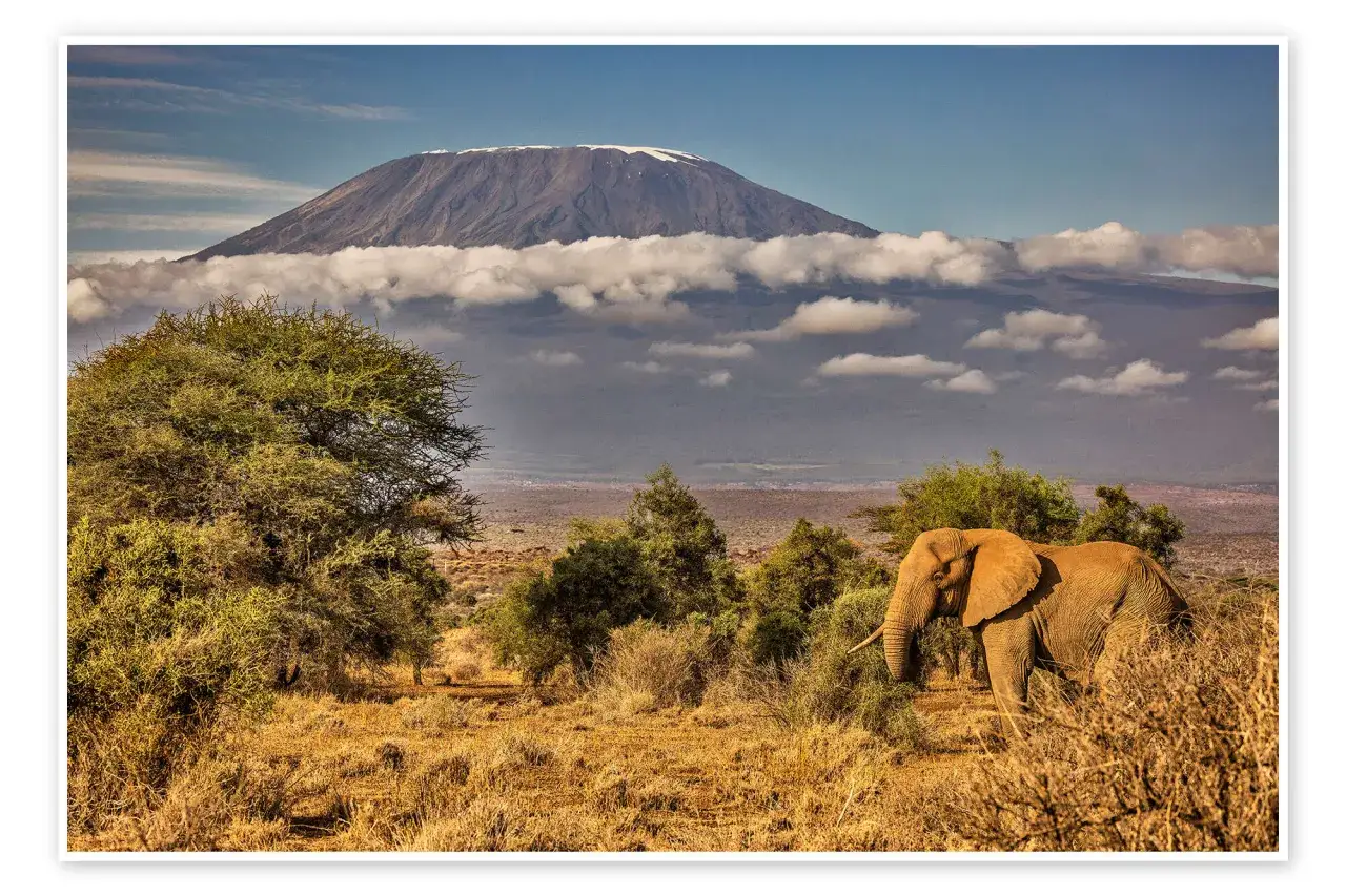 Słoń w parku narodowym Amboseli na tle ośnieżonego Kilimandżaro.