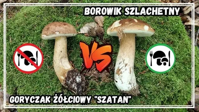 goryczak ż&oacute;łciowy a borowik por&oacute;wnanie