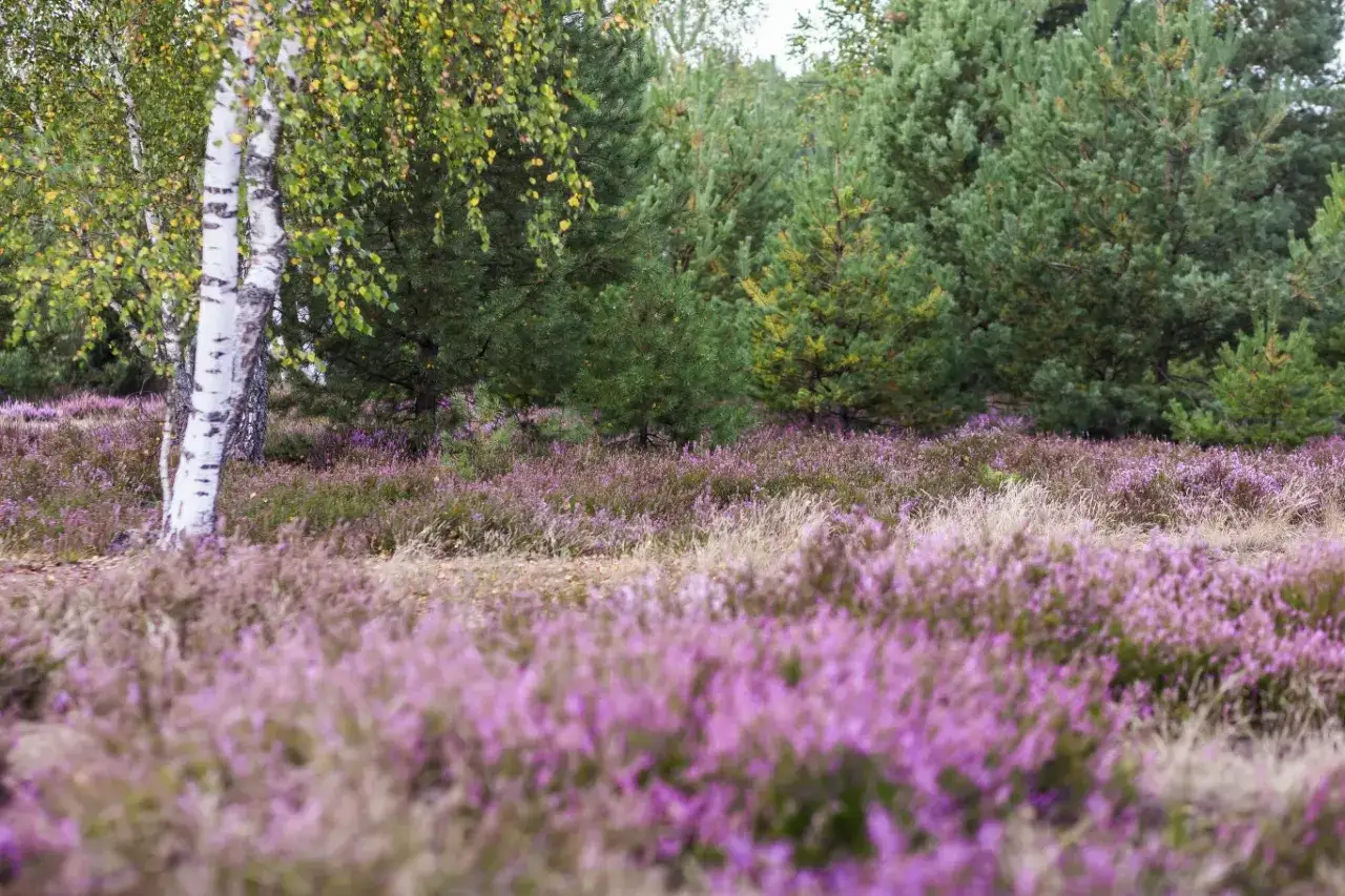 Piękny krajobraz, kiedy kwitnie wrzos. Fioletowe dywany kwiat&oacute;w pod drzewami, wśr&oacute;d nich brzoza o białej korze.