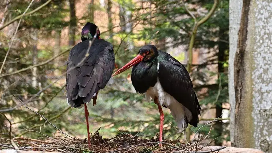 Bocian czarny w lesie