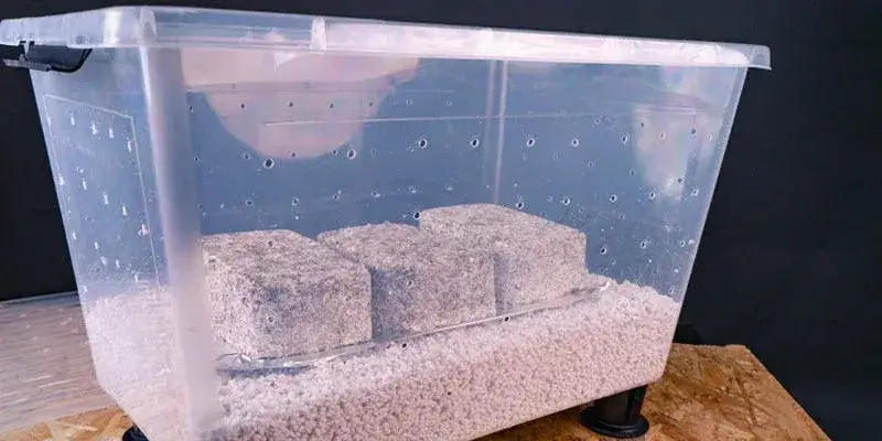 Shotgun Fruiting Chamber