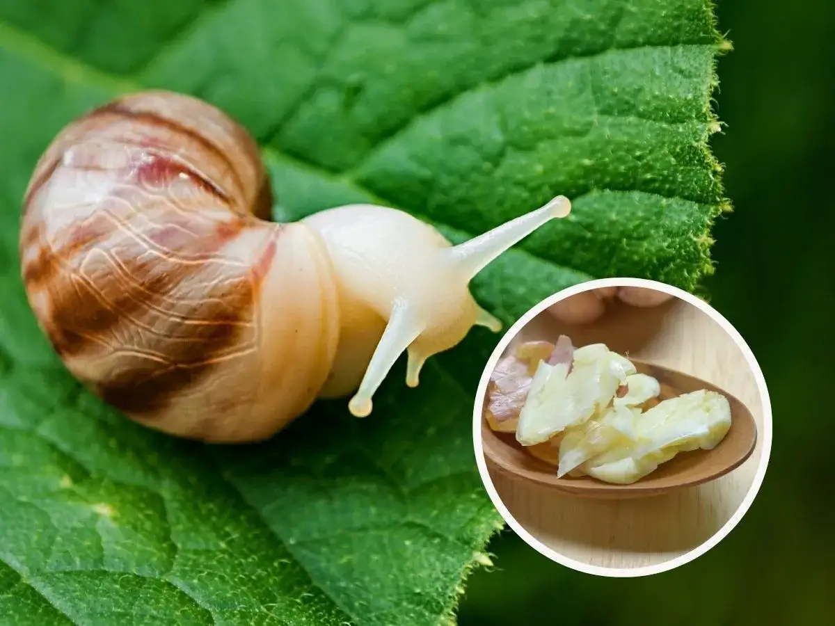 Ślimak na zielonym liściu i łyżka z czosnkiem. Czosnek to jedna z roślin, jakich nie lubią ślimaki.