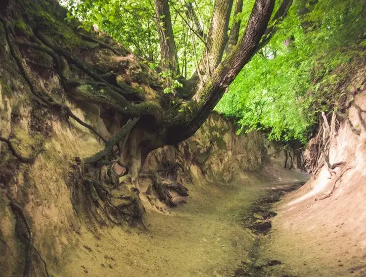 Wąwozy lessowe Nałęcz&oacute;w, szlaki piesze Lubelszczyzny