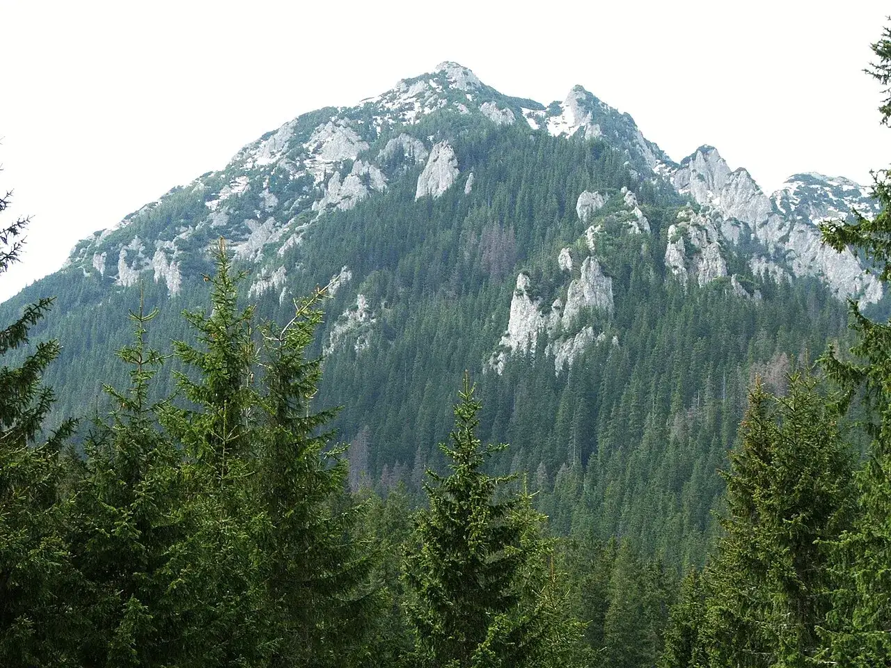 Majestatyczny Kominiarski Wierch w Zakopanem, porośnięty gęstym lasem świerkowym, z skalistymi szczytami.