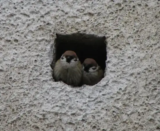 r&oacute;żne ptaki gniazdujące pod dachem