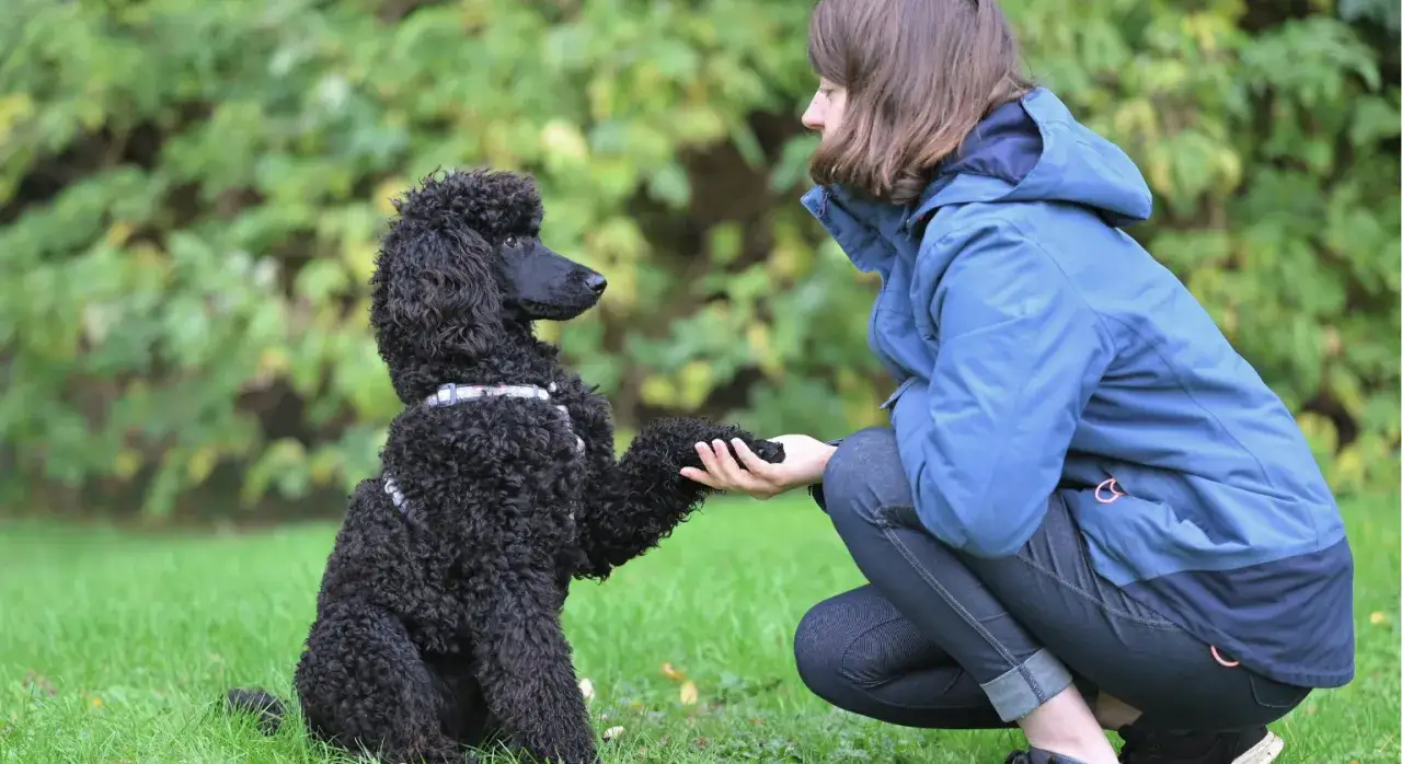 Czarny pudel podaje łapę osobie klękającej na trawie. To przykład, jak używać kliker dla psa do nauki komend.