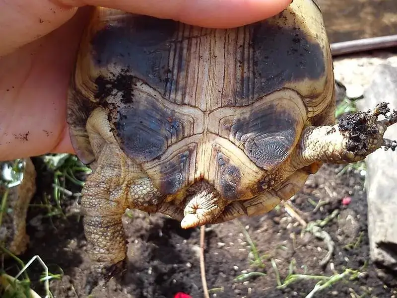 jak rozpoznać płeć ż&oacute;łwia plastron