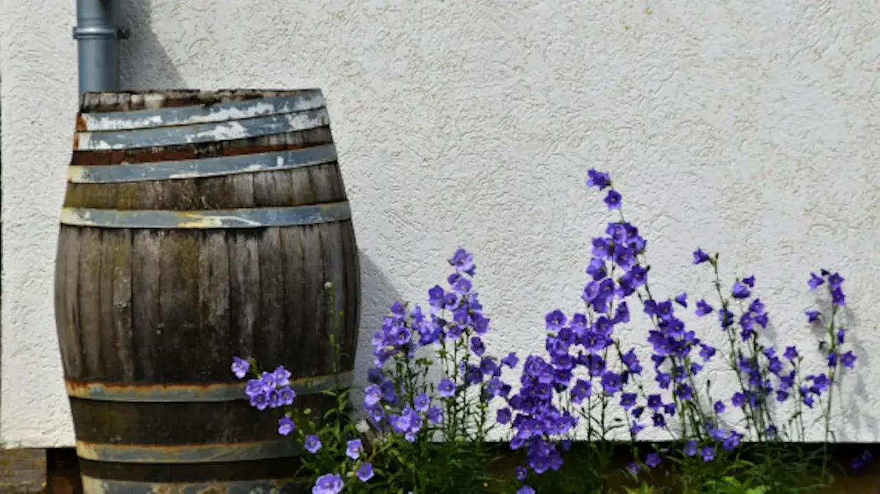 Zalety zbierania deszczówki infografika