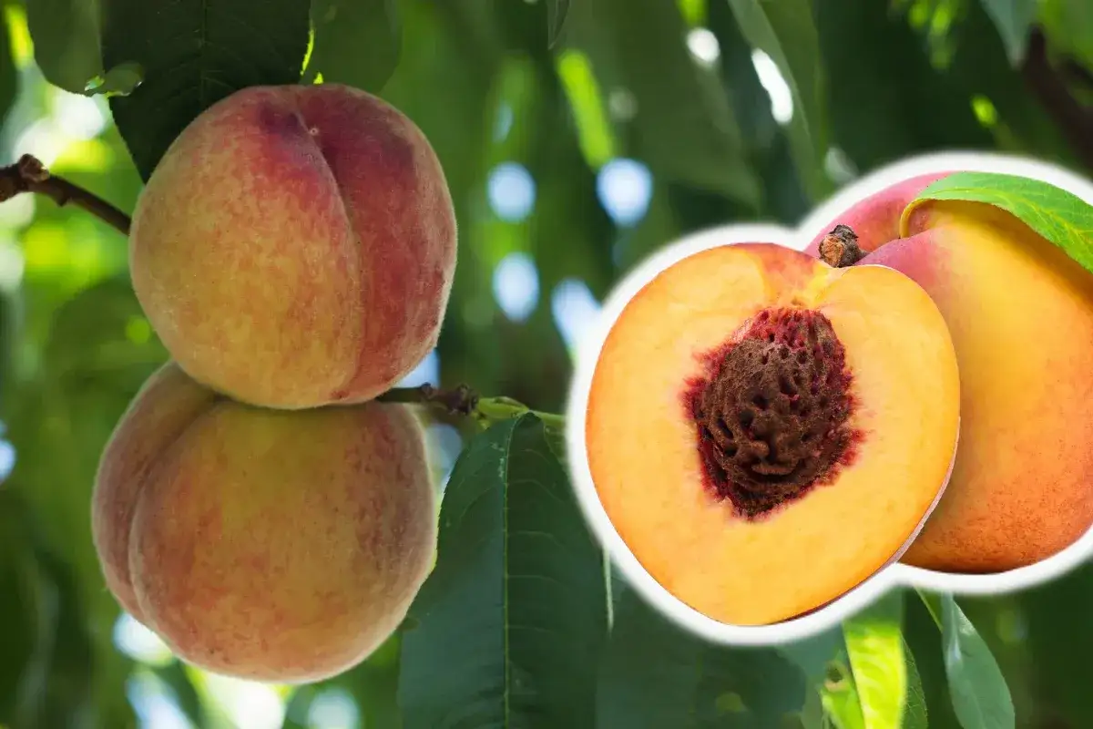 Dojrzałe brzoskwinie na drzewie i przekrojona na pół, ukazująca pestkę. Dowiedz się, jak sadzić brzoskwinię z pestki.