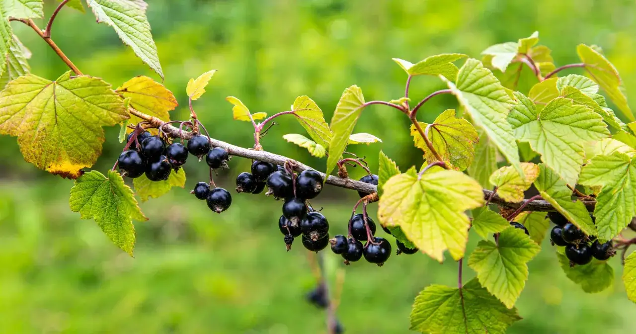 zdrowe krzewy czarnej porzeczki z owocami