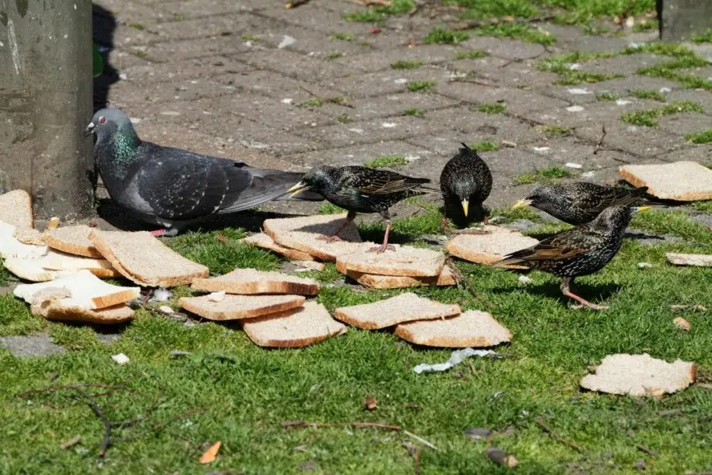 niezdrowe jedzenie dla gołębi chleb