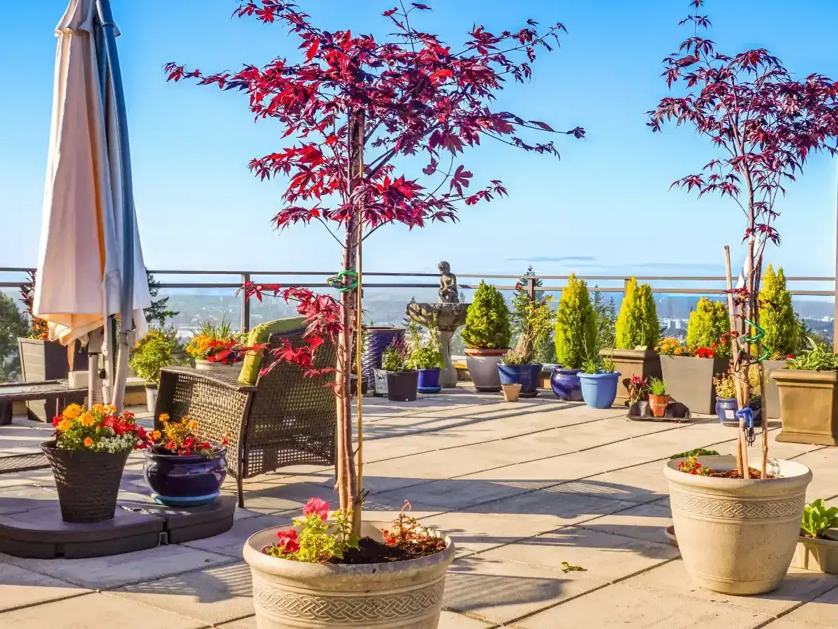 Kryteria wyboru drzewa na taras