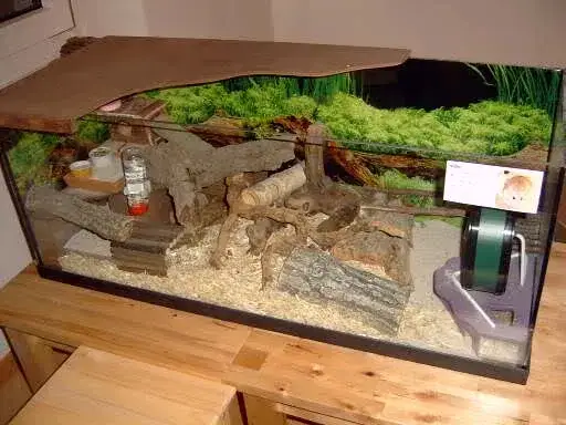 Zdjęcie Jak urządzić akwarium dla chomika, by zapewnić mu komfort i bezpieczeństwo