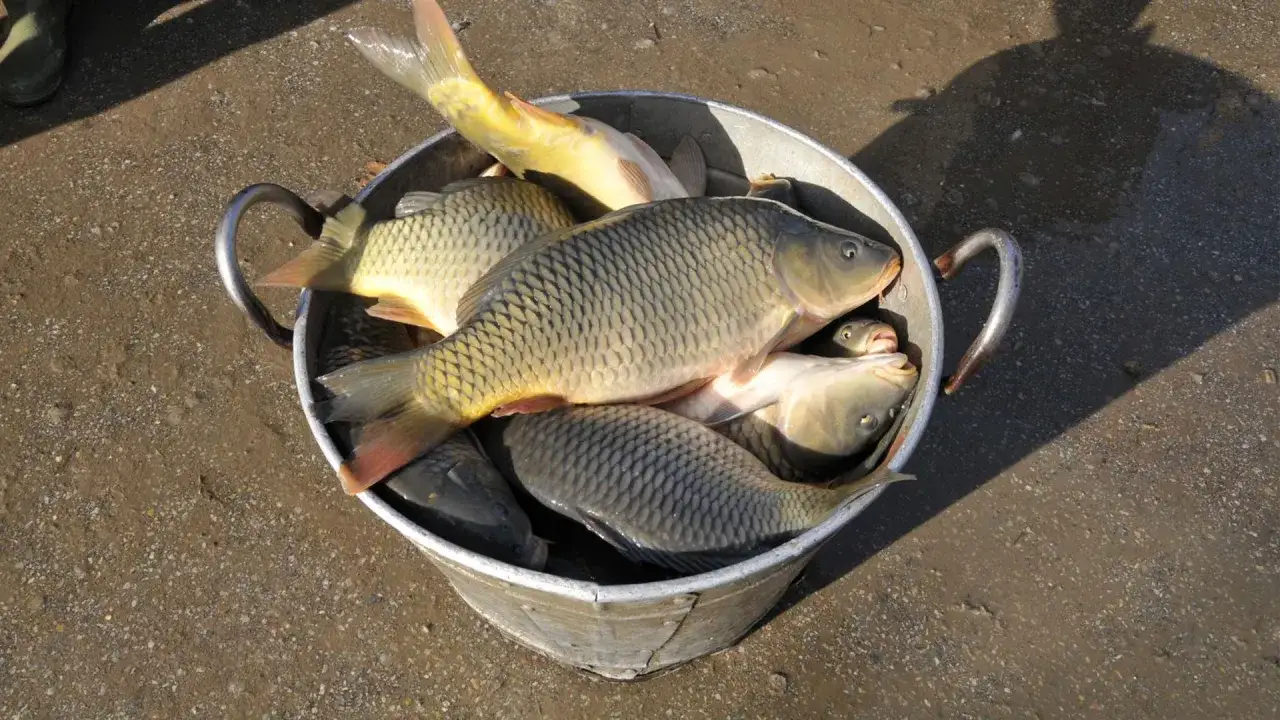 Wędkarz przygotowujący domowe przynęty