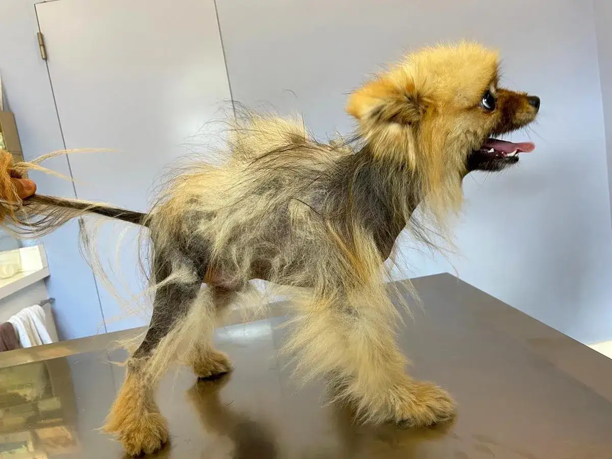 Pomeranian z Alopecia X objawy