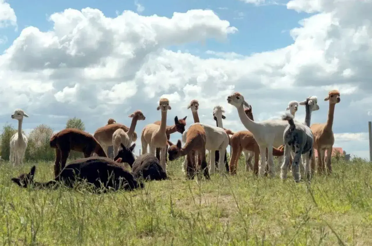 Stado alpak na zielonym pastwisku w Polsce. Ile alpak na hektar pastwiska Polska? Wiele!