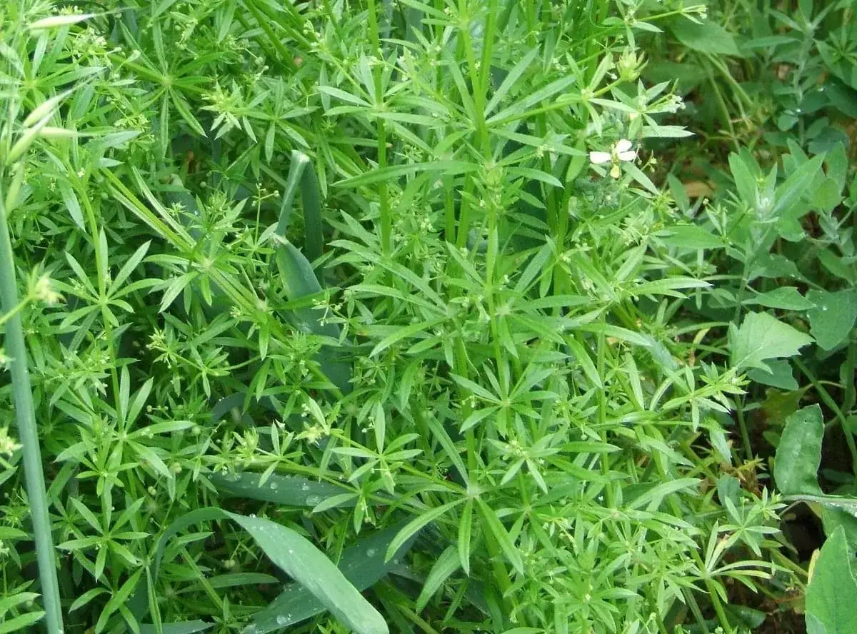 Przytulia czepna identyfikacja