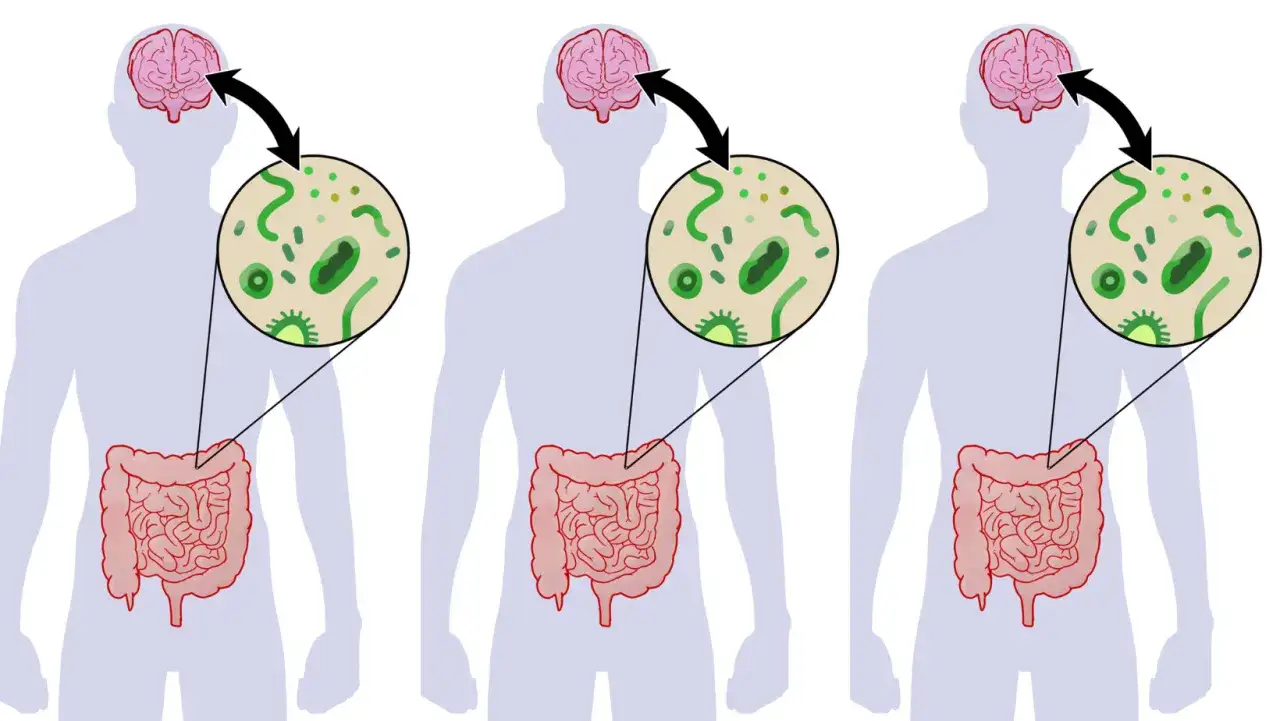Oś jelito-mózg ilustracja