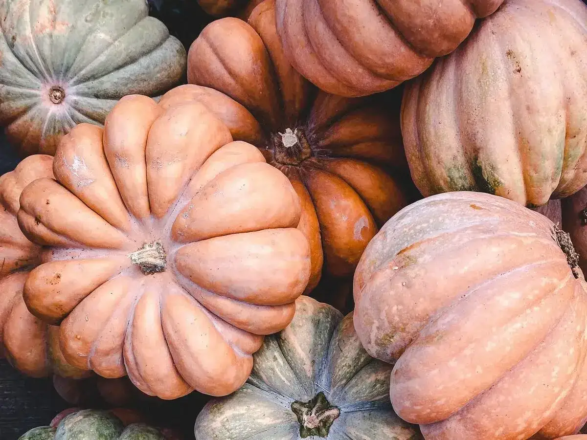variet&agrave; zucca mantovana delica butternut