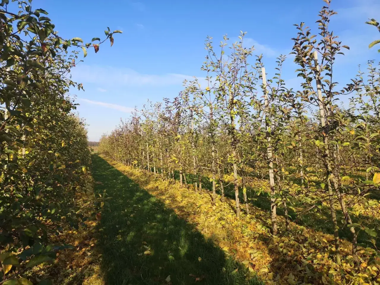 Rząd młodych drzewek na działce, jesienne liście na ziemi. Czas na wapno na działkę, by przygotować ją na zimę.