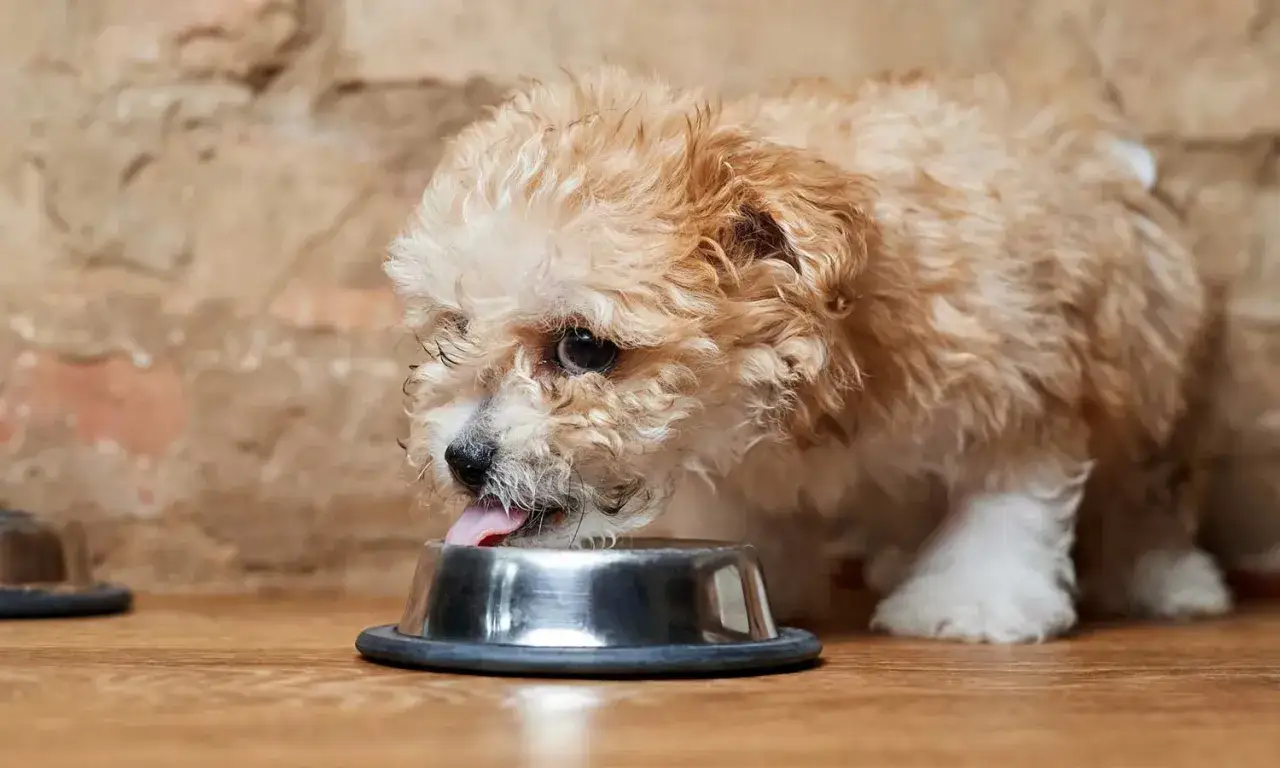 Uroczy, kudłaty szczeniak z językiem na wierzchu pije wodę z metalowej miski.