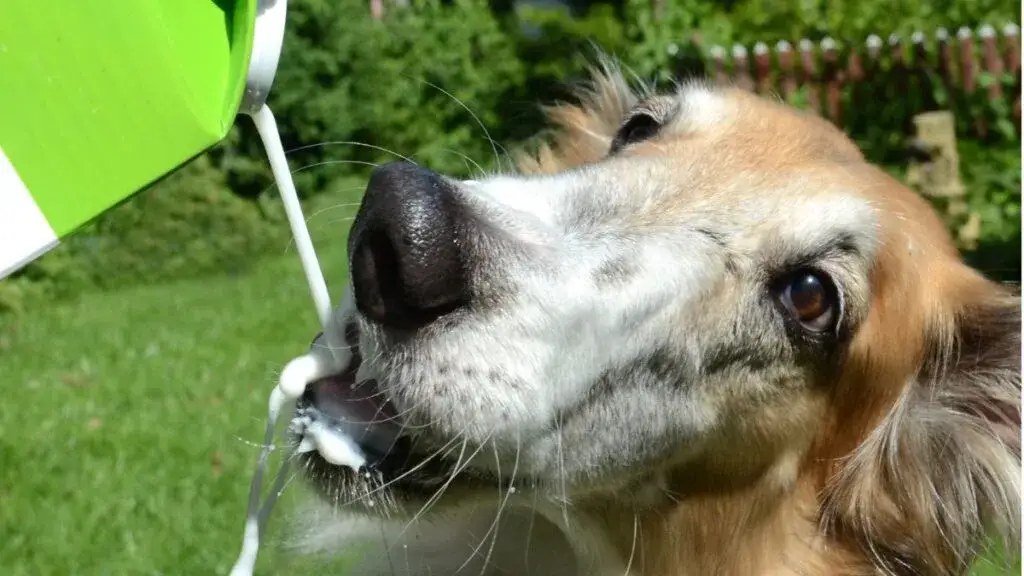 Zdjęcie Czy pies może jeść mleko? Sprawdź, jakie mogą być skutki zdrowotne