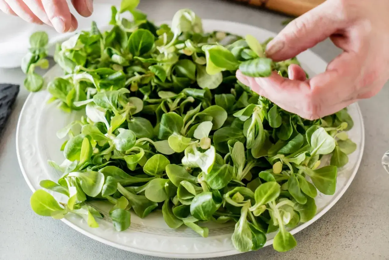 Talerz pełen świeżej roszponki, kt&oacute;rej roszponka właściwości zdrowotne czynią ją idealną do sałatek. Dłonie wybierają listki.
