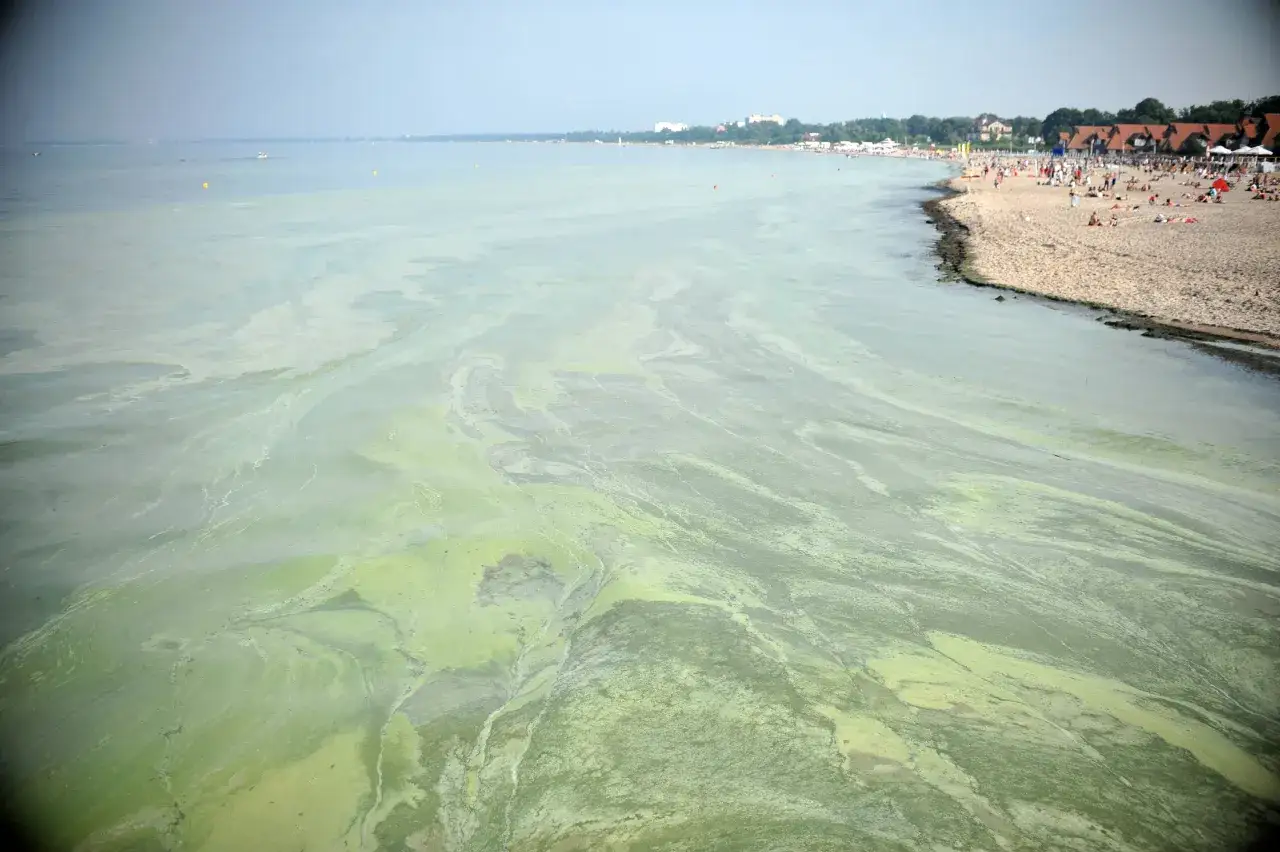 Zielony nalot na wodzie Bałtyku, widok na plażę z ludźmi. To pokazuje, dlaczego Bałtyk jest brudny.