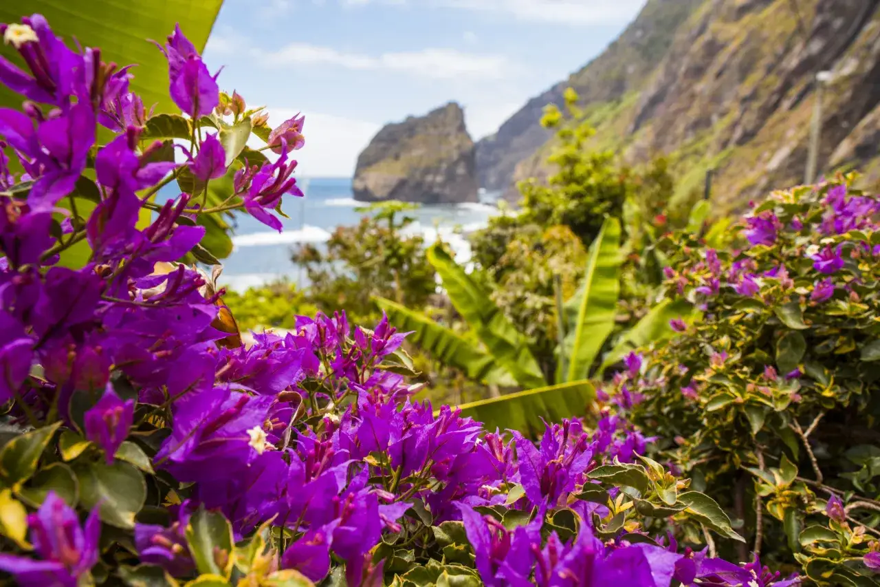 Kwiaty bugenwilli na tle oceanu i klifów. Idealny czas na wizytę, kiedy najlepiej jechać na Maderę, to wiosna lub jesień, gdy pogoda jest łagodna, a przyroda kwitnie.