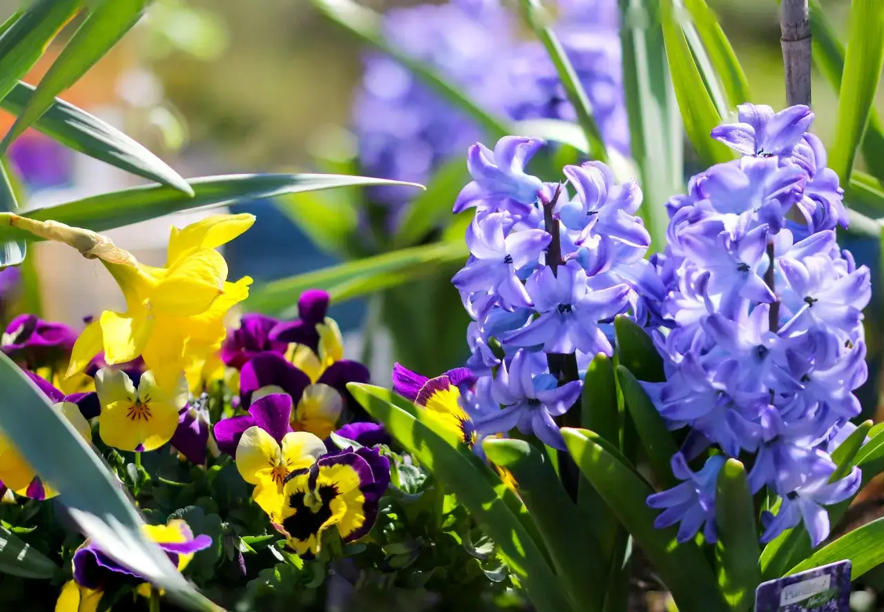 Zdjęcie Jakie kwiaty sadzimy do gruntu w marcu? Lista i porady ogrodnika