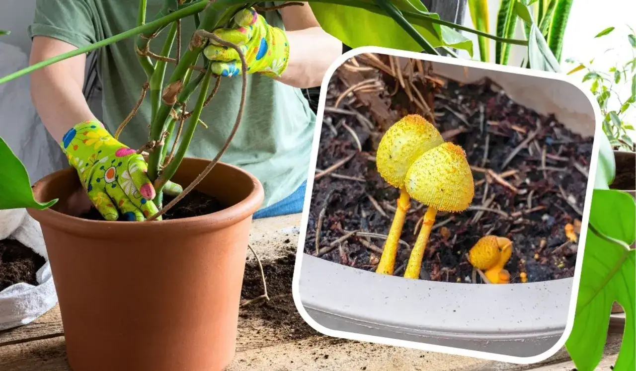 W doniczce pojawiła się ż&oacute;łta pleśń w postaci małych grzybk&oacute;w. Ktoś pielęgnuje roślinę w rękawiczkach.