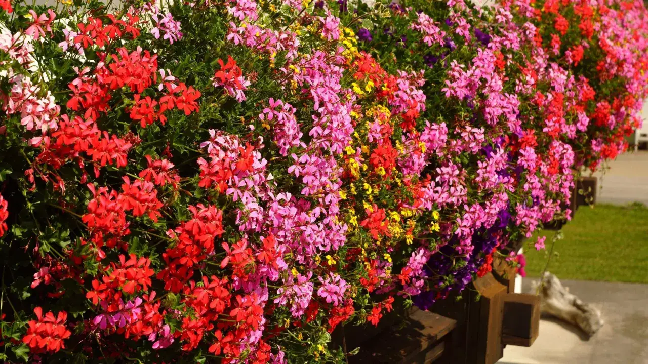 Obfitość kwitnących kwiat&oacute;w na taras, w odcieniach czerwieni, r&oacute;żu i ż&oacute;łci, tworzy barwny dywan. Te długo kwitnące rośliny zachwycają od wiosny do jesieni.