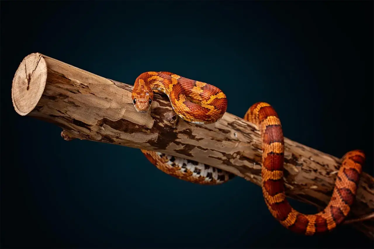 wąż zbożowy w terrarium, hodowla węży zbożowych