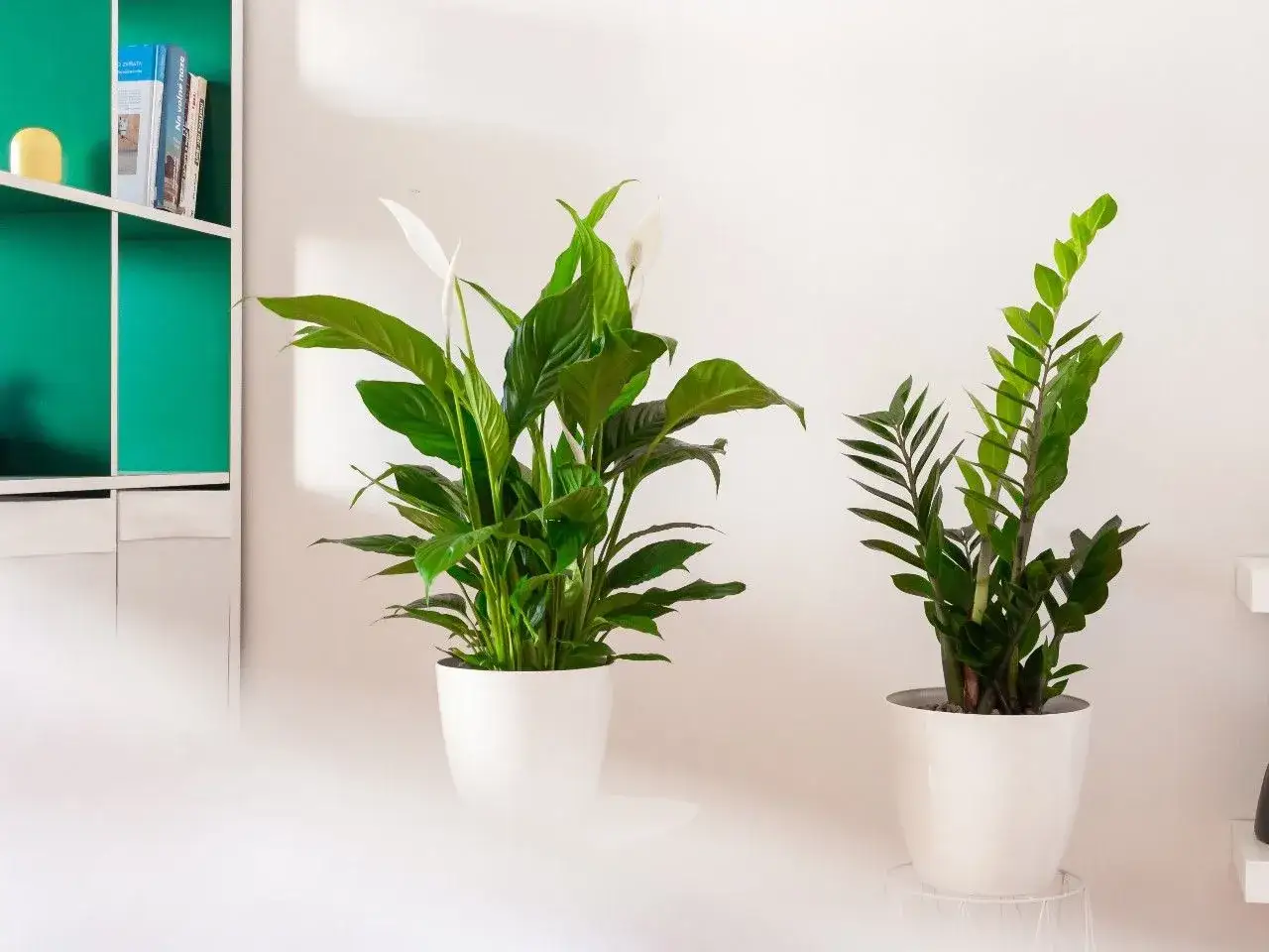 Dwa zielone kwiaty doniczkowe, jeden z białym kwiatem podobnym do skrzydłokwiatu, stoją obok siebie na tle białej ściany.