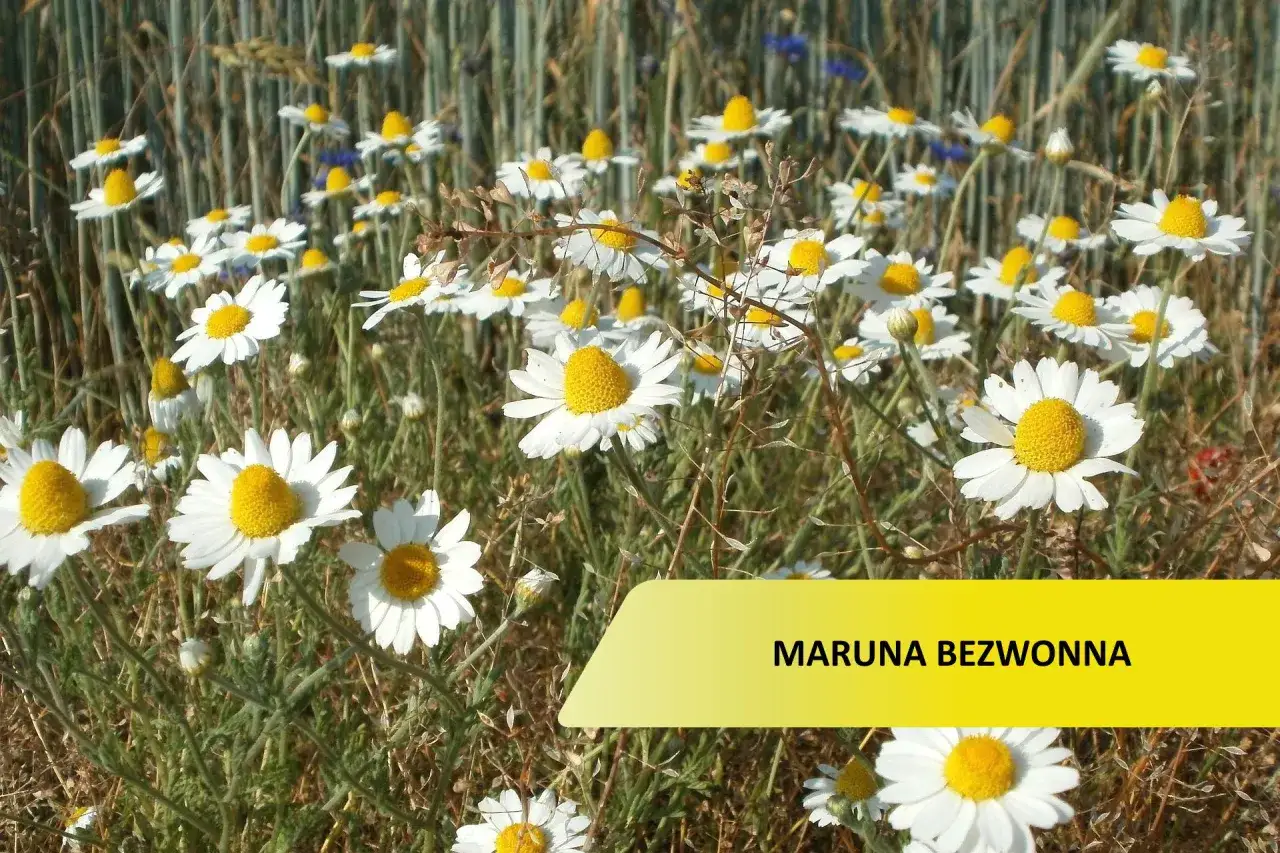 maruna bezwonna rumian psi rumian polny por&oacute;wnanie