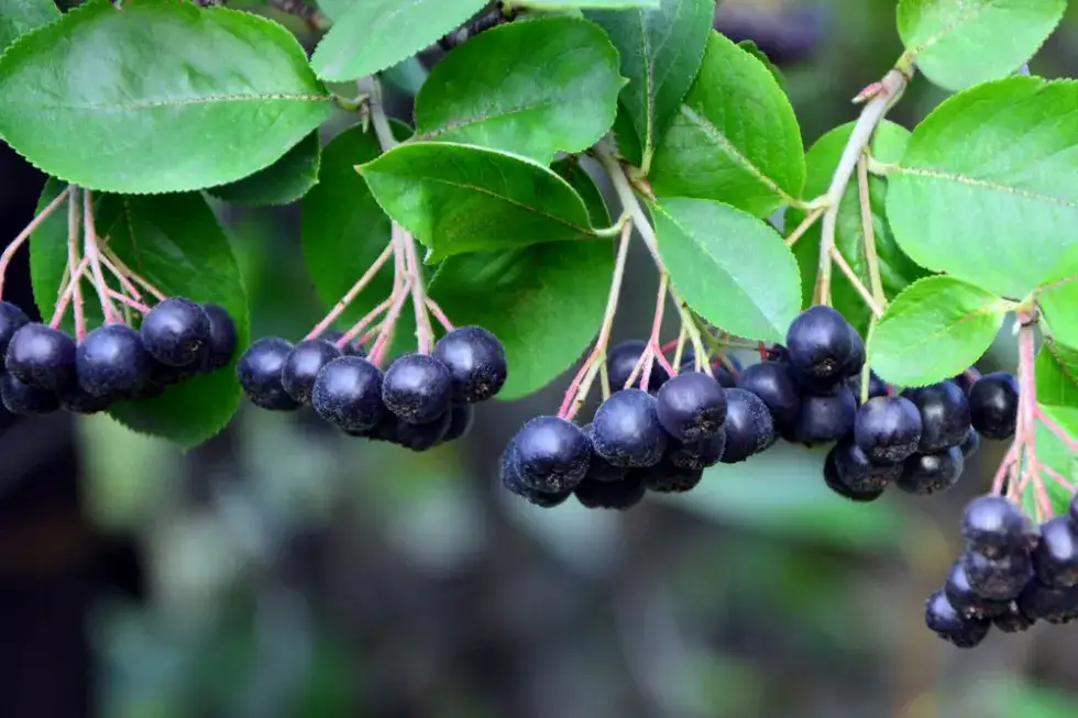 aronia serce układ krążenia